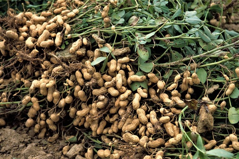 Peanuts