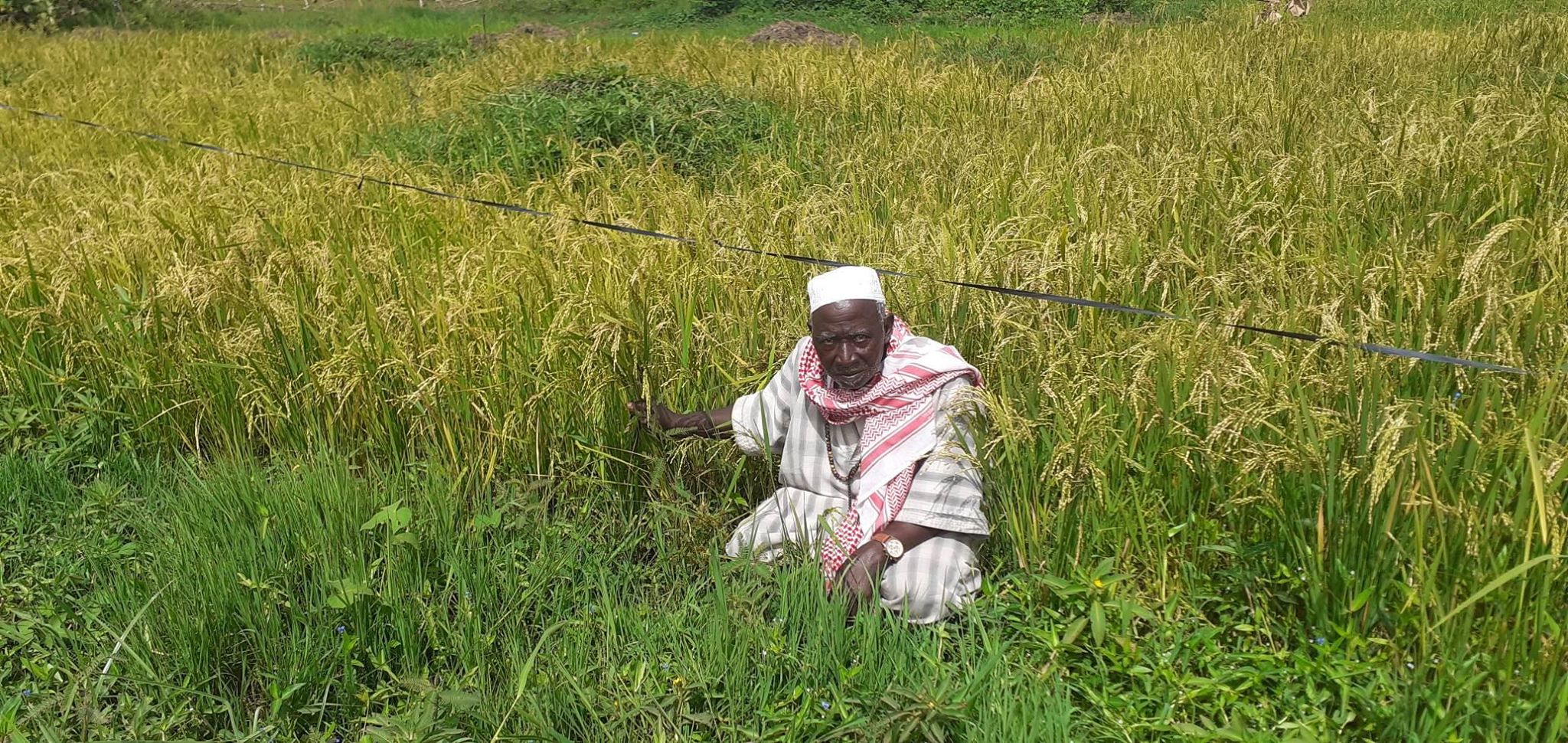 Niumi Berending starts rice cultivation to attain food security
