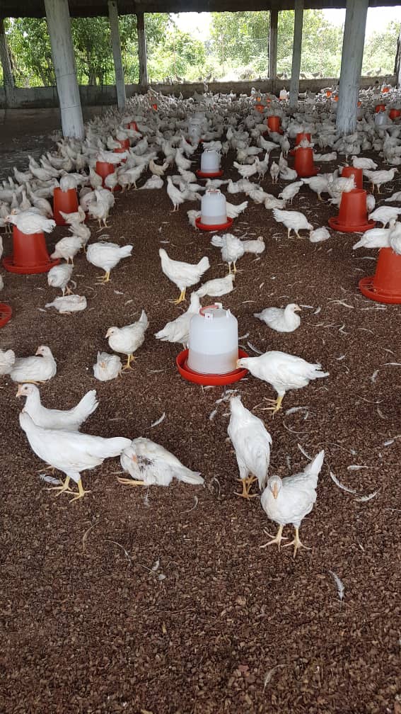 Pandemic slowdowns Poultry business