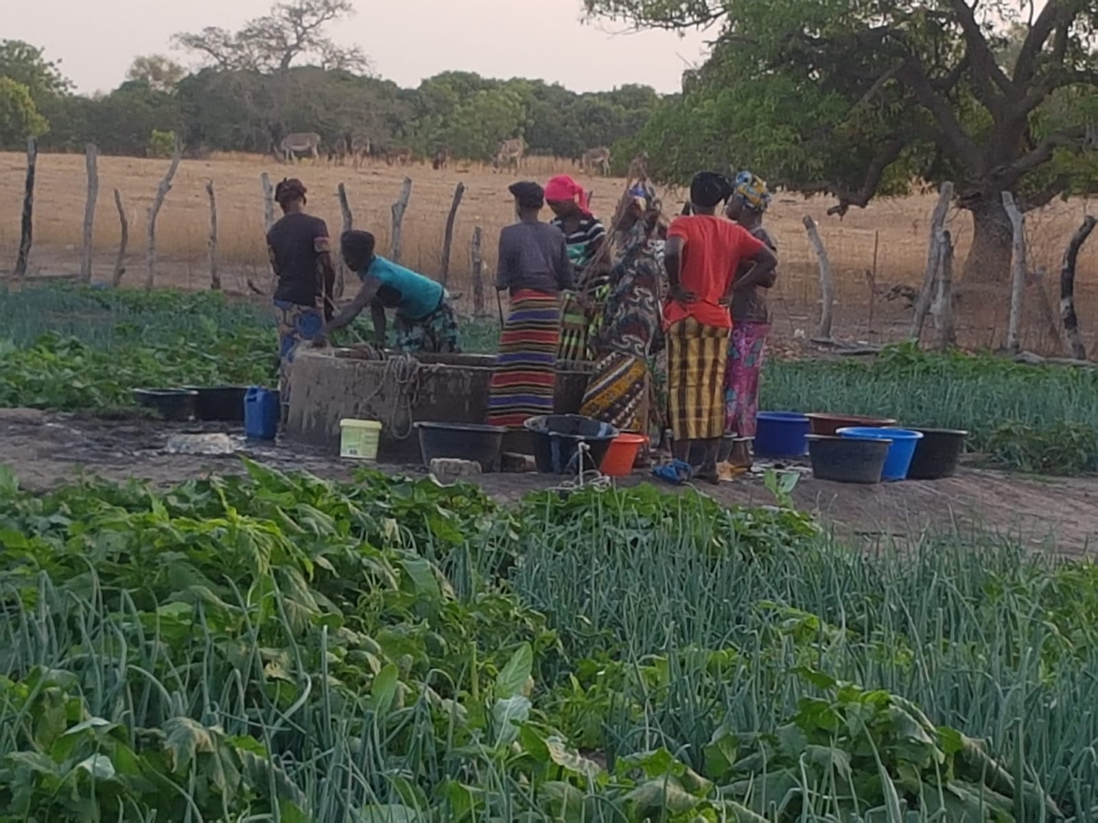 Barrow Kunda Women gardeners in dire need of Support