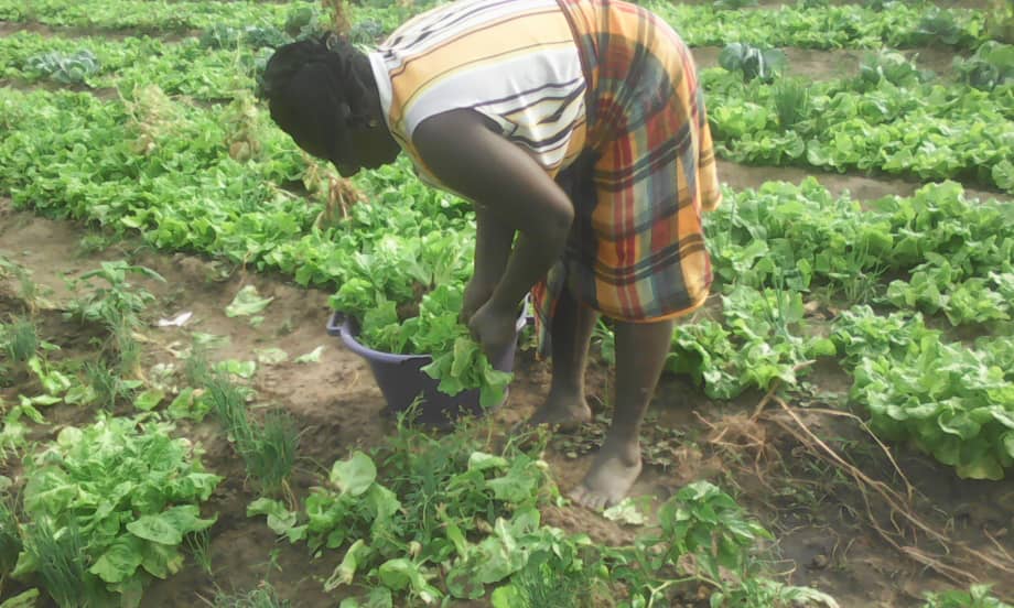 Water shortage hits Brufut garden