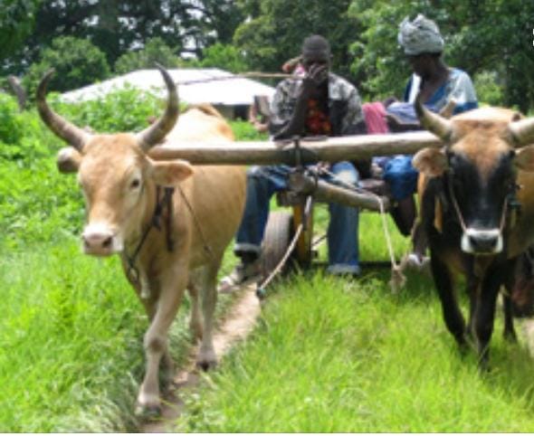 Ballen community expecting Good Farming Season after Casamance Clash, Says Alkalo