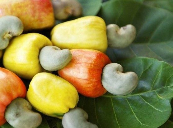Cashew farmers call for better prices to address post harvest loss.
