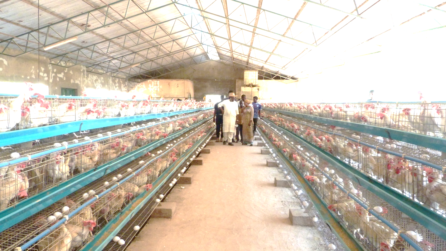 Gambia can be self-sufficient in poultry product