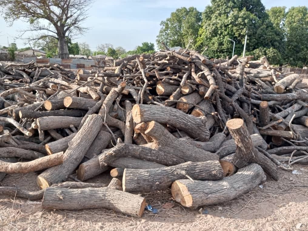 GEA raises Eyebrow on alleged illegal logging