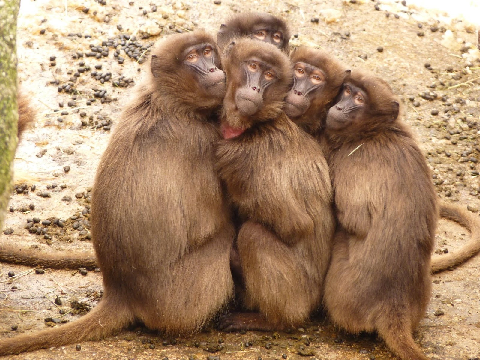 Monkeys: Nature’s Playful Wonders and the Battle for Their Survival
