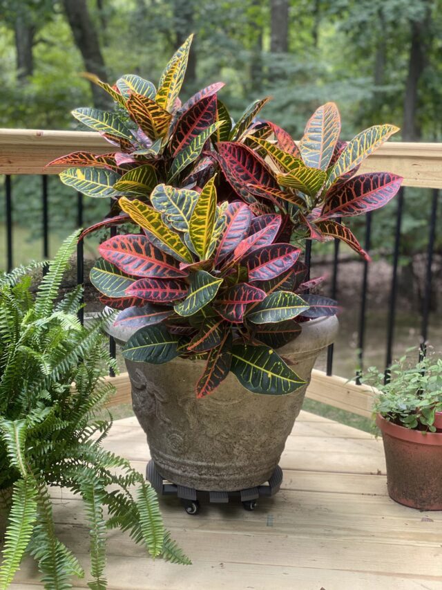 Croton plant: Effective against Asthma, Diabetes, blood pressure, and Many More.