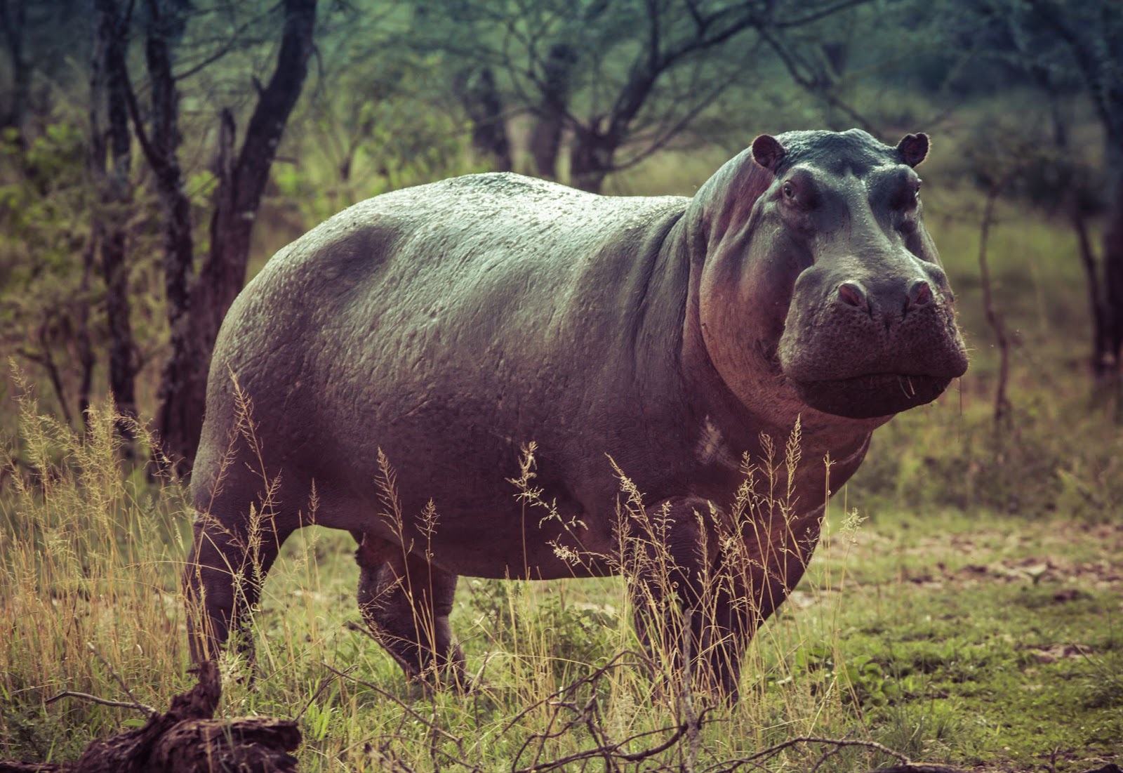 The Majestic Hippopotamus: Gentle Giants of the Waterways