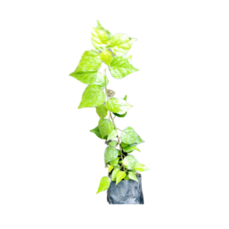 img_0354-1.png