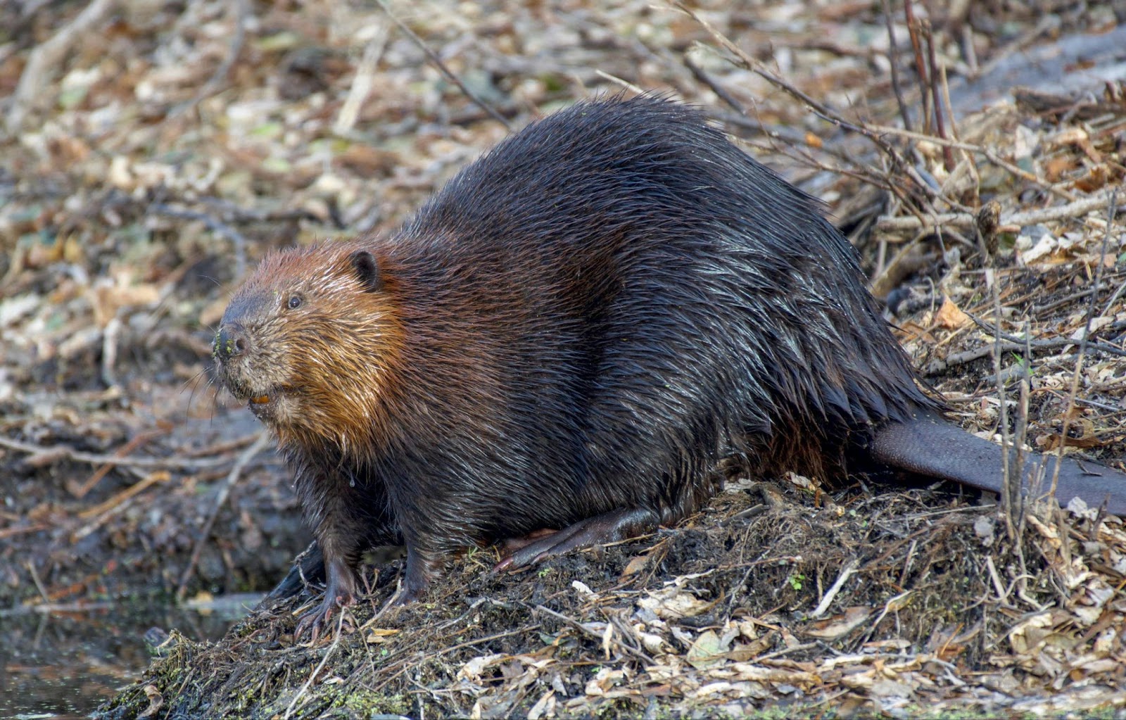 The Unsung Engineers of Nature: A Closer Look at Beavers