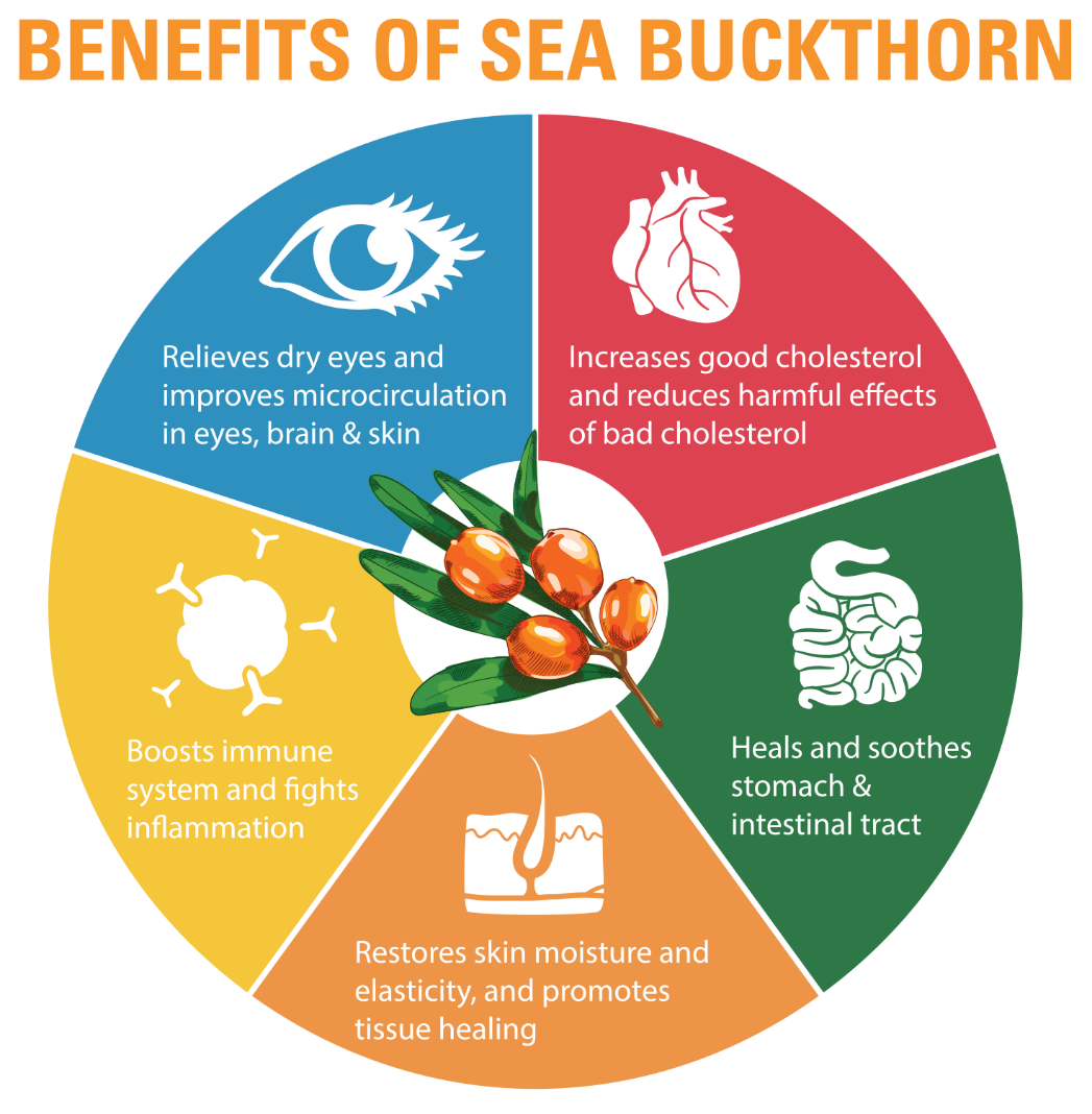 Sea Buckthorn improves markers of liver function, Protects Heart Health, reduces blood sugar, and More.