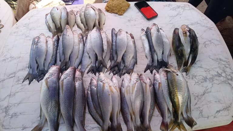 fish