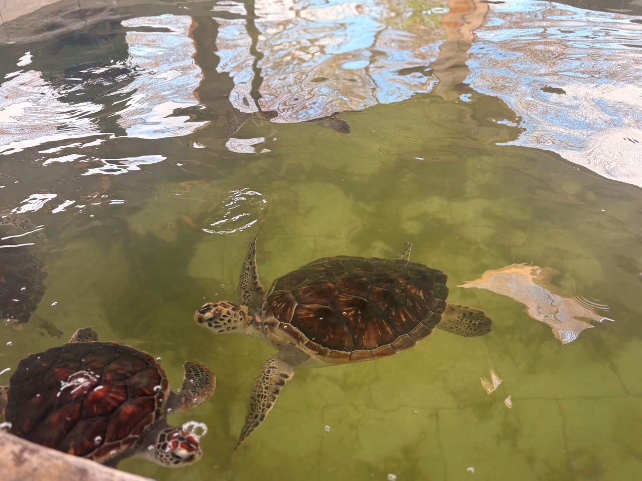 TURTLE